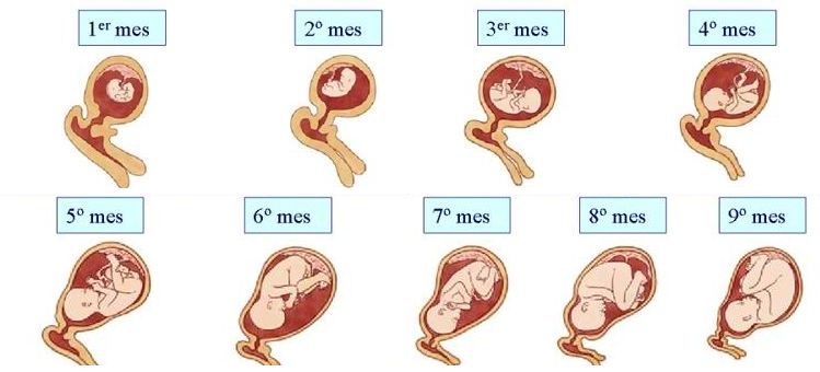 Resultado de imagen para desarrollo embrionario